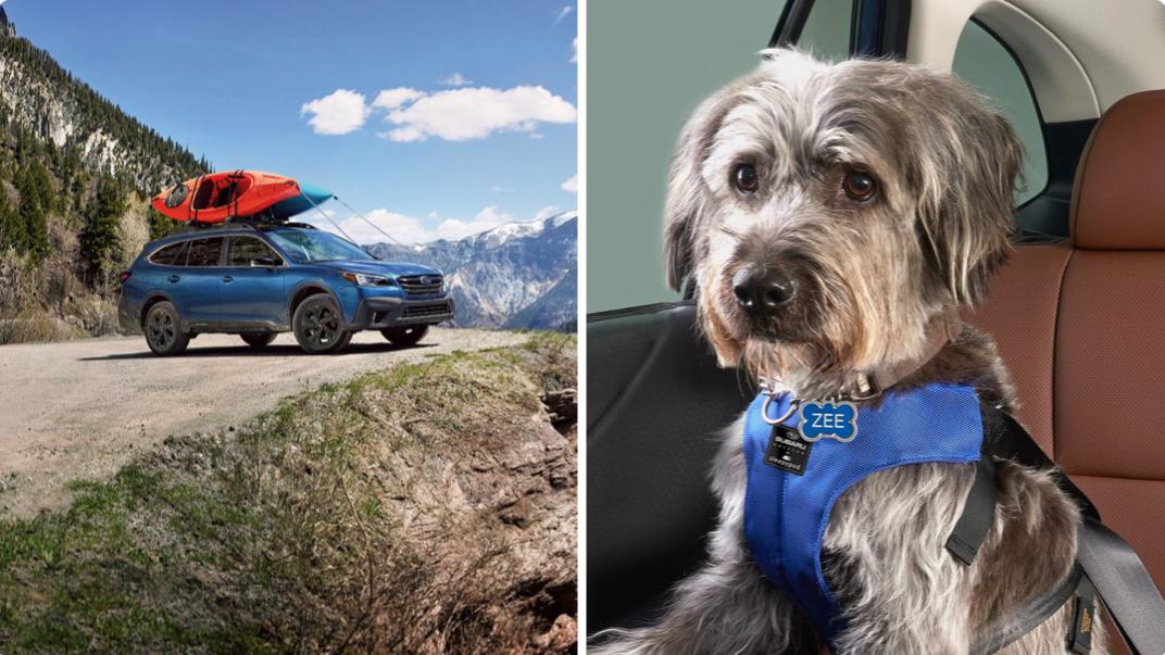 Subaru Of America's Post on #ThatHelps: In partnership with the ASPCA, we have helped over 74,000 shelter pets find loving homes.  testing twitter share

📸:  Subaru
via @that_helps