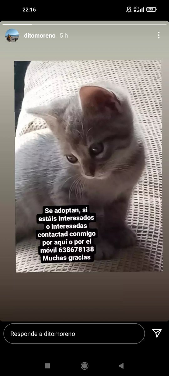 SE ADOPTA, EN JEREZ DE LA FRONTERA.
Si no podéis adoptarlo, por favor compartid, muchísimas gracias