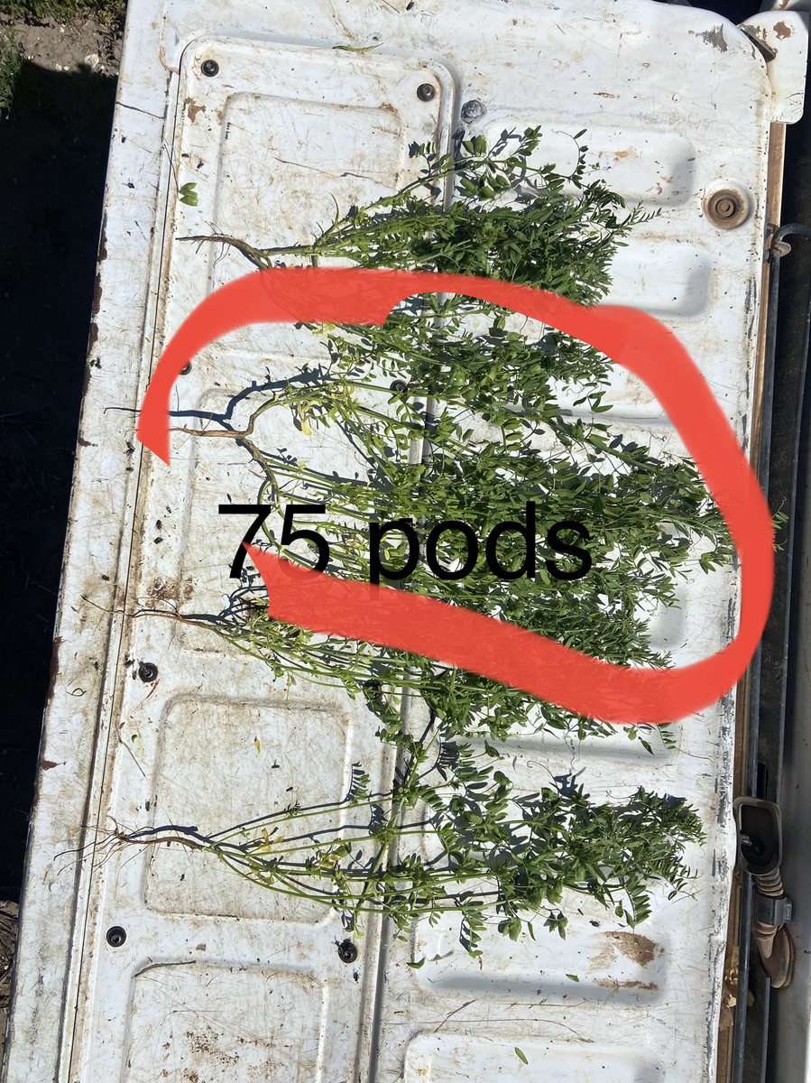 crispyep's tweet photo. PBA Highland Lentils looking the goods. Pods galore! https://t.co/IxhxmqDci5