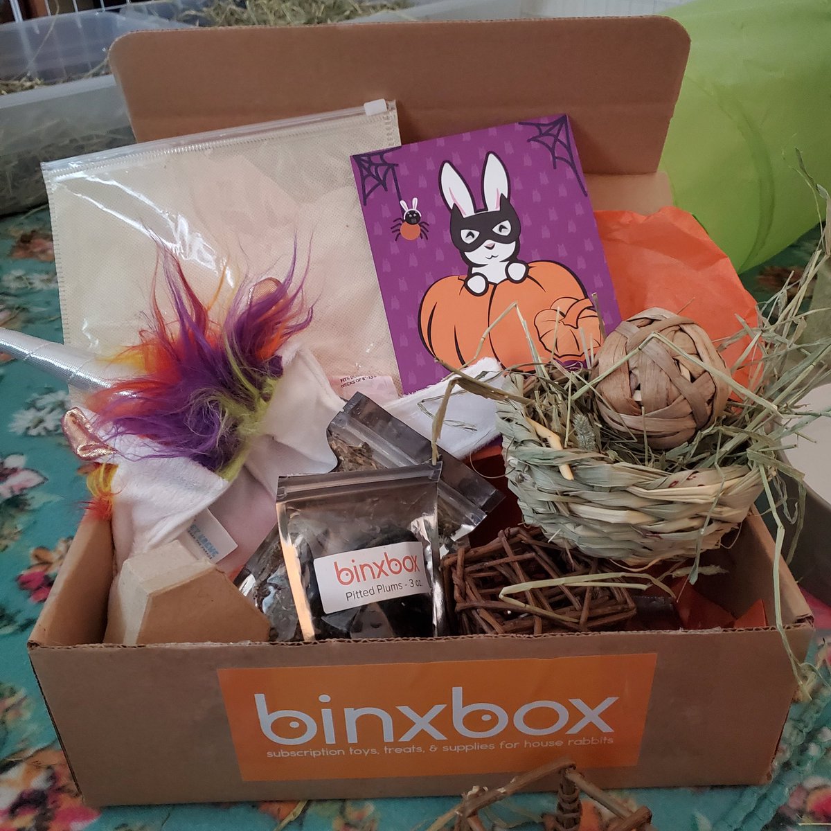 LisaMilisa's tweet photo. Our monthly @BinxBox came with a Halloween costume!! The bunnies and kitties were both like nah, thanks. But the @NatsPups are always good sports! #BinxBox #bunnies #Halloween #costume https://t.co/zEENBQVmi3
