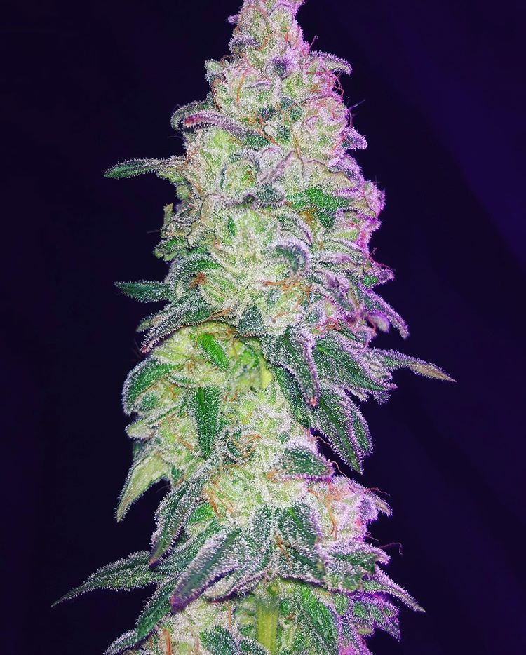 420problem's tweet photo. #BudPorn https://t.co/eiw6I7gagO