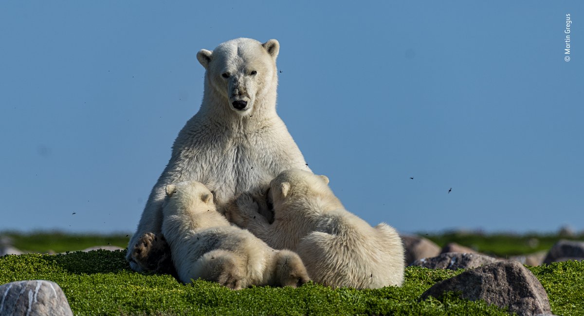 NHM_WPY's tweet photo. Showing polar bears in a different light as they come ashore in summer, Martin Gregus (UK/Slovakia) is our Rising Star Award winner. The Award celebrates photographers aged 18 - 26 who show a breadth of skill and vision but with consistent quality. https://t.co/1O8H0i6U5Z
