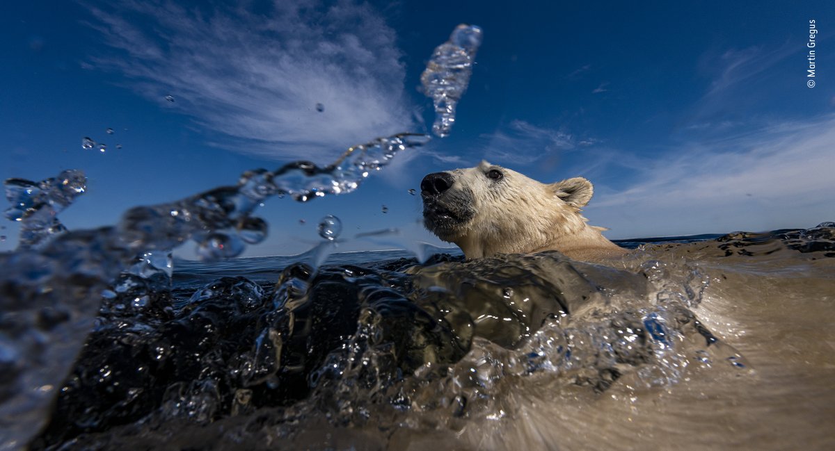 NHM_WPY's tweet photo. Showing polar bears in a different light as they come ashore in summer, Martin Gregus (UK/Slovakia) is our Rising Star Award winner. The Award celebrates photographers aged 18 - 26 who show a breadth of skill and vision but with consistent quality. https://t.co/1O8H0i6U5Z