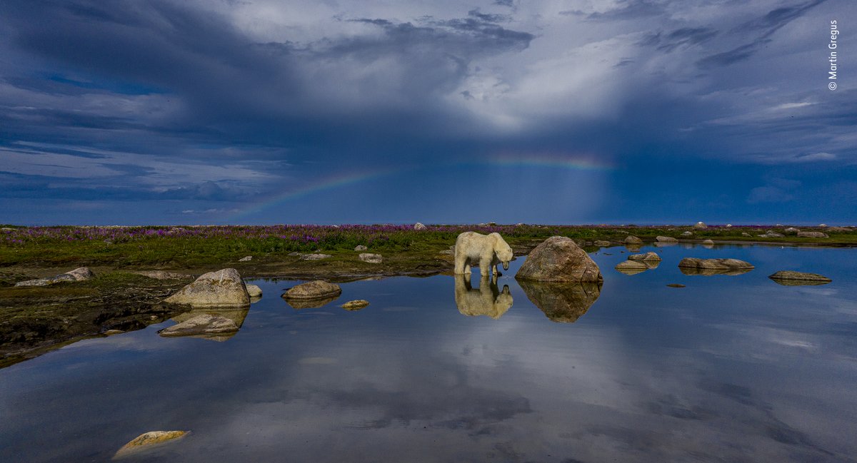NHM_WPY's tweet photo. Showing polar bears in a different light as they come ashore in summer, Martin Gregus (UK/Slovakia) is our Rising Star Award winner. The Award celebrates photographers aged 18 - 26 who show a breadth of skill and vision but with consistent quality. https://t.co/1O8H0i6U5Z