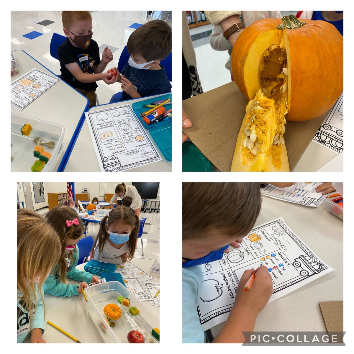 Pumpkin investigation happening <a href="/TLSHawks/">Tierra Linda School</a>!Today Kindergarten scientists examine pumpkins to determine whether their pumpkin would sink or float. <a href="/PVSDCamarillo/">PVSD Camarillo</a> #Hawkpride