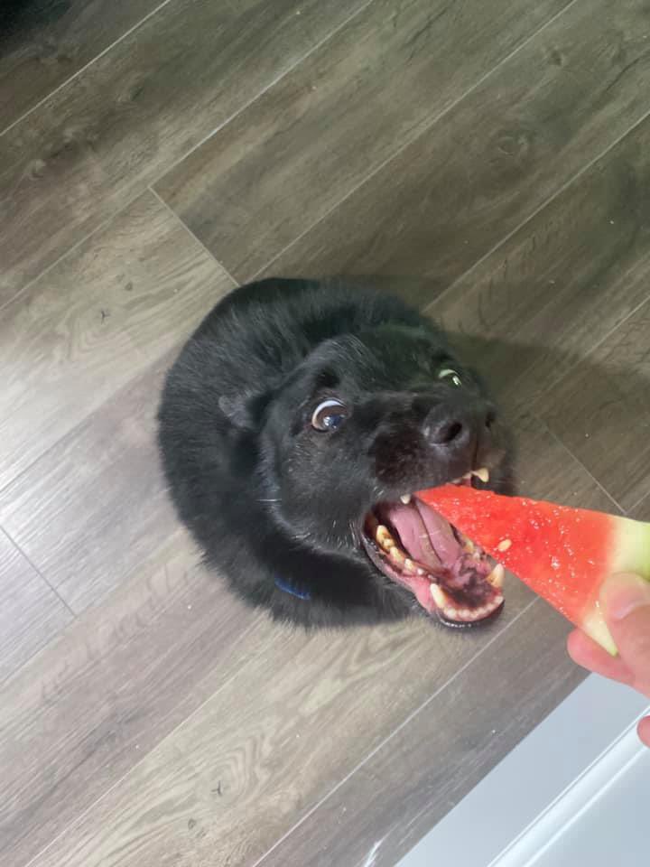 We only rate dogs. This is a Patagonian Round Bat. Reacts positively to watermelon, but that's all we know so far. Please send dogs only. Thank you... 12/10