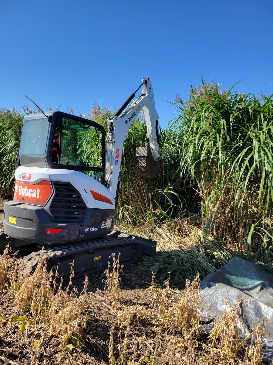 Patmos_Sphere's tweet photo. We had so much fun above ground, we wanted to complete the picture and grab below ground #miscanthus biomass too! Here again with @ISUBiomass @nicboer83 @CABBIbio https://t.co/1urmEmMCLs