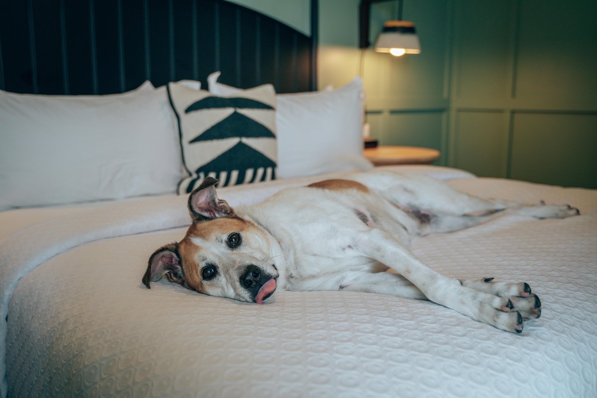 ElCapitanMerced's tweet image. Thanks fur the memories. Bring your furry friends along on your next family vacation!

📷SmilkosLens