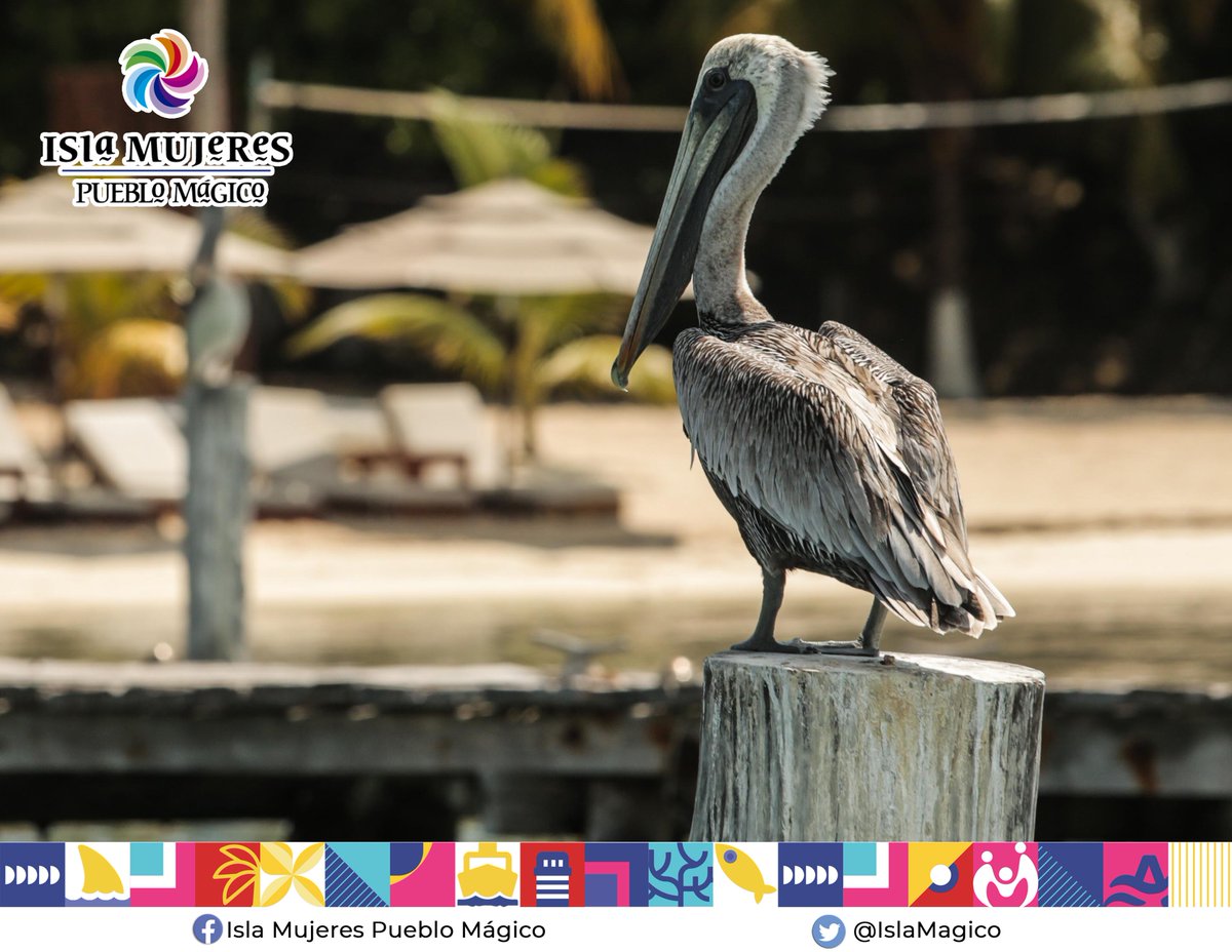 Isla Mujeres Pueblo Mágico Oficial tweet media