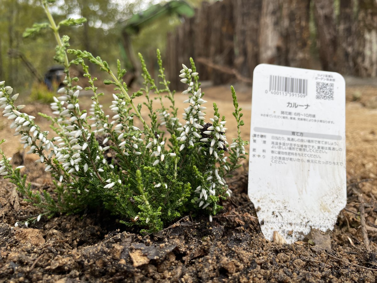 カルーナガーデンガールズ