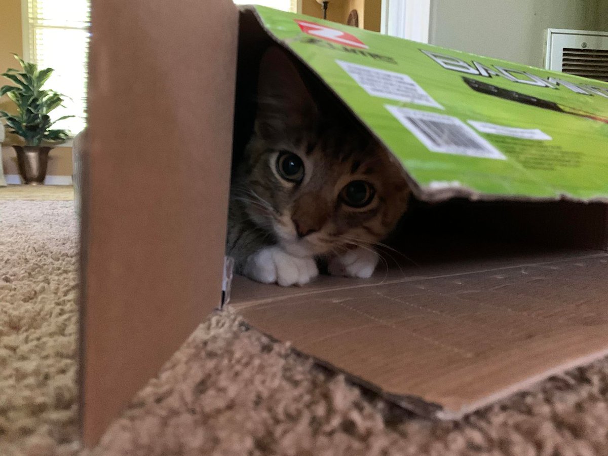 ScrolllerForYou's tweet photo. No human, you cannot throw this away 😼

Watch original video ▶ https://t.co/bZGeaondC7
DM for credits or removal 
#catinboxes https://t.co/QquHaoagDV