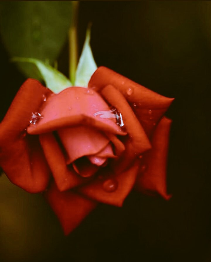 TheRawAudacity's tweet photo. ๛
Have you ever spent any invested and extended time sliding your fingers through wet rose petals....
I highly recommend it.
I once lost a whole afternoon doing this with Anaïs.
Me with my petals, and her with hers.
We played copycat.
A silent game of Simon says, but it was https https://t.co/PiQ3Q1BdNB