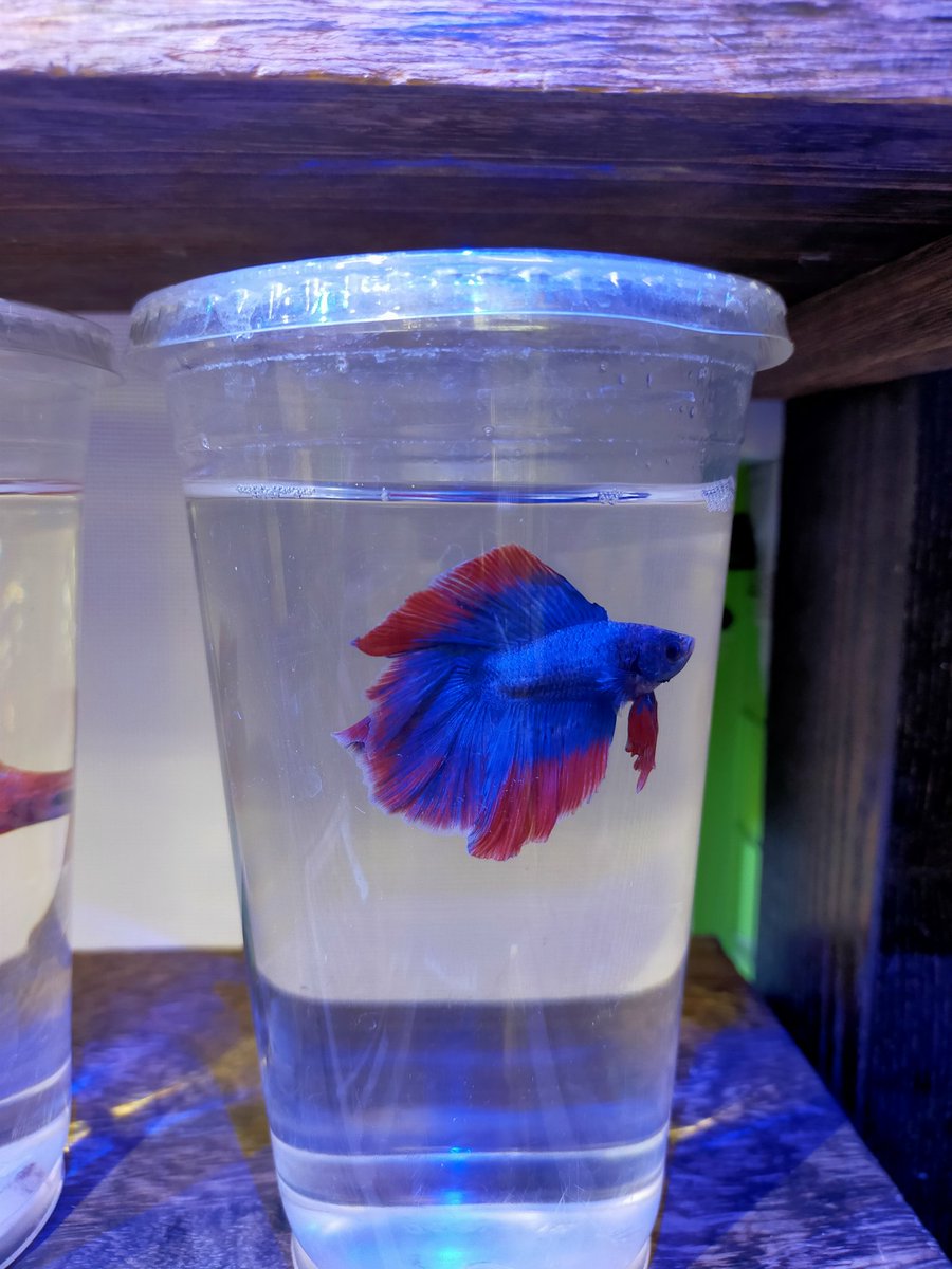 Top Tweets For ダブルテール Twstalker