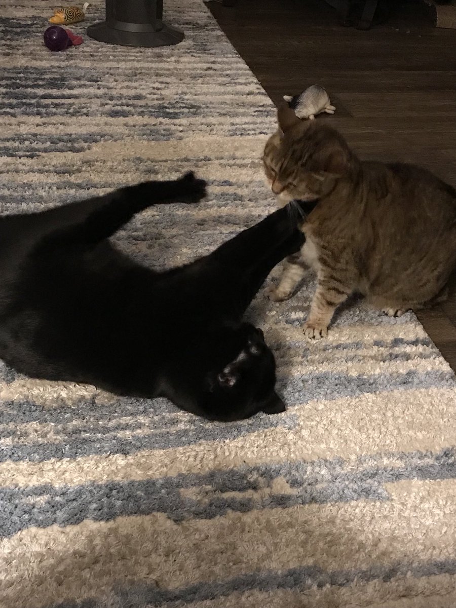 BettyVersus's tweet photo. I win again. My exotic back fighting stance ALWAYS works https://t.co/T7MtMNQeHP