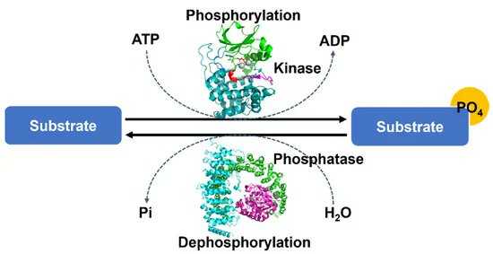 Life_MDPI's tweet photo. #Newlypublished
"Structural Insights into Protein Regulation by Phosphorylation and #SubstrateRecognition of Protein Kinases/Phosphatases"
View Full-Text: https://t.co/rq4TlE9tLT
#proteinphosphorylation; #proteinkinase; #proteinphosphatase; #SLiMs; #structuralregulation https://t.co/mALLNGRWWY