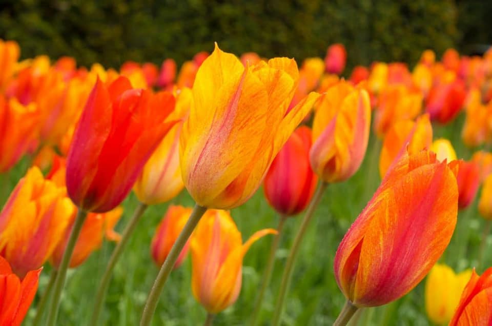 TulipMuseum's tweet photo. El Niño is a beautifully indecisive #tulip. Its flowers can be amber or orange, or both at the same time, often overlaid with stripes of rose and speckles of red. No two flowers are exactly alike. #TulipTuesday https://t.co/lgsFxaweAu