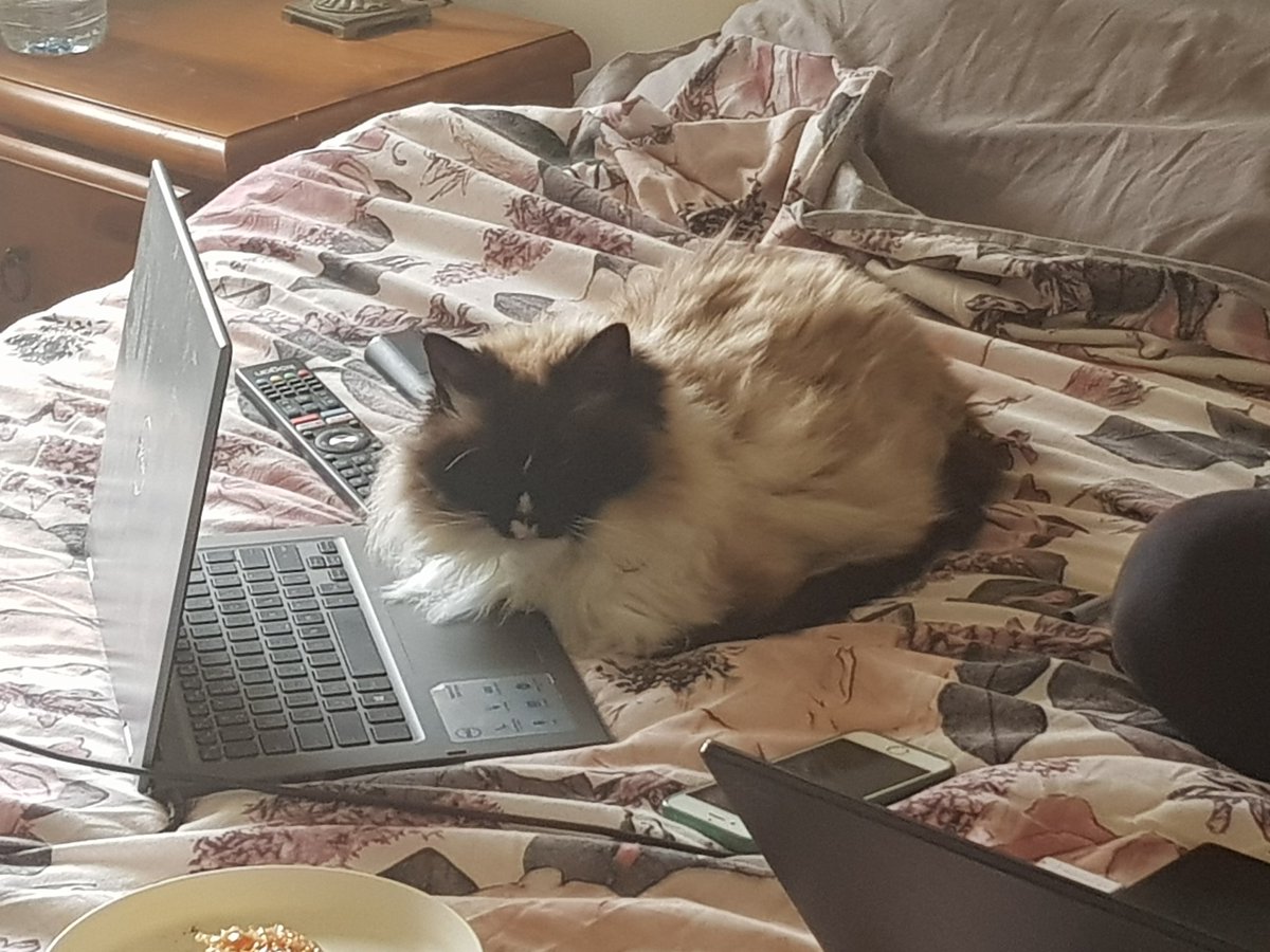 sOiLmAlOnE's tweet photo. Before #actlockdown @Elsa_thecat spent her days idly by the window in the warm sun. With us all home now, I guess she feels the need to fit in with the rest of us. Poor thing.. https://t.co/P5imJELdok