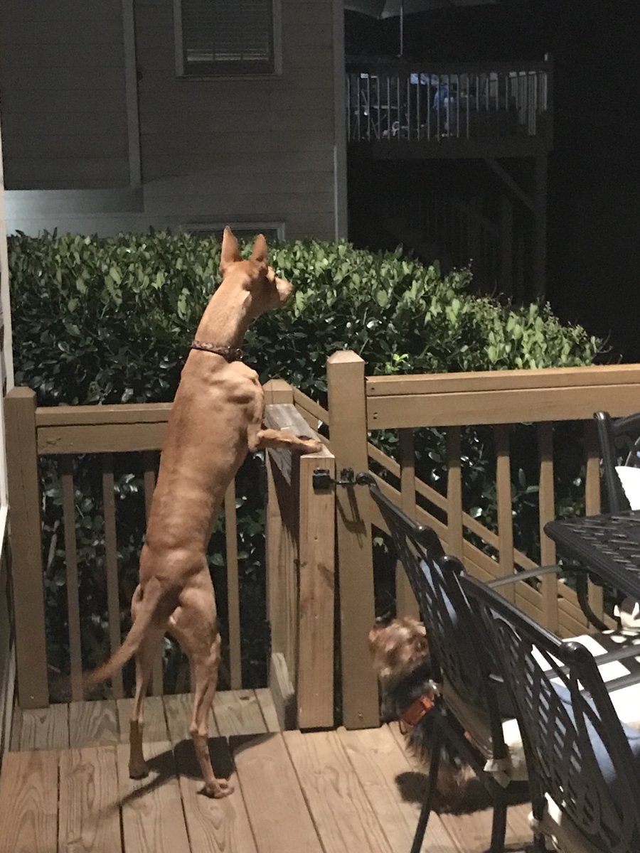 JAYELANG's tweet photo. Sansa preparing for her starring role in the musical “Evita.” #Broadway #divadogs #covidlife https://t.co/EAoxZmo6kl