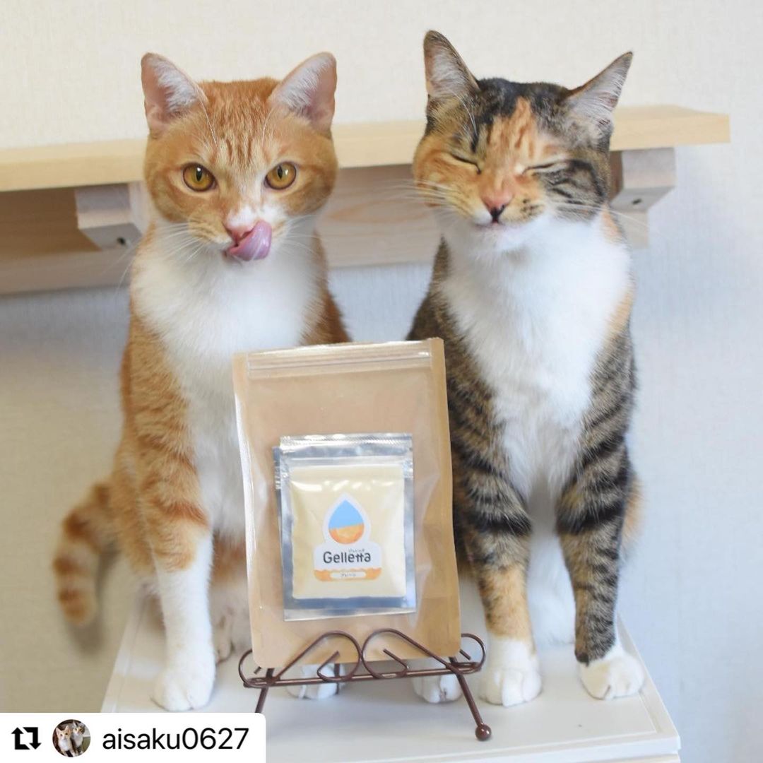 ジュレッタ 犬猫のための 食べるお水 おいしく水分補給ができる手作りゼリーの素 Wishamllc Twitter