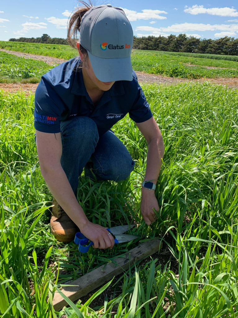 GorstRural's tweet photo. Thanks to the @BarenbrugAUS crew for helping us cut our pasture site. So far the highest wet weight for the annuals is Hogan, perennials was 9.2 diploid (Vicseeds),and Shogun for the hybrids. 
More results to come once we dry them down! @sonia_marqu @KiwiAPrince https://t.co/WfGRBoVuya