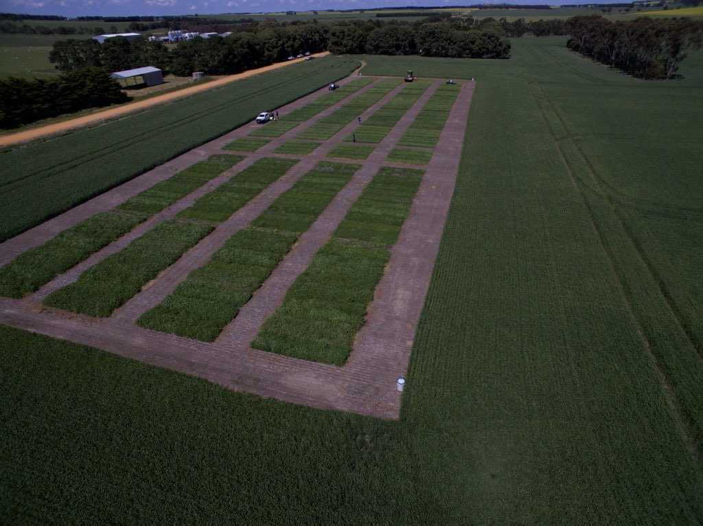 GorstRural's tweet photo. Thanks to the @BarenbrugAUS crew for helping us cut our pasture site. So far the highest wet weight for the annuals is Hogan, perennials was 9.2 diploid (Vicseeds),and Shogun for the hybrids. 
More results to come once we dry them down! @sonia_marqu @KiwiAPrince https://t.co/WfGRBoVuya