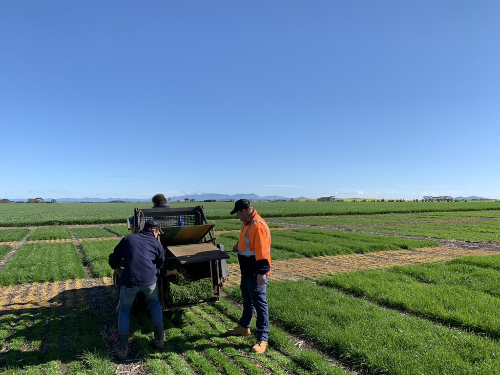 GorstRural's tweet photo. Thanks to the @BarenbrugAUS crew for helping us cut our pasture site. So far the highest wet weight for the annuals is Hogan, perennials was 9.2 diploid (Vicseeds),and Shogun for the hybrids. 
More results to come once we dry them down! @sonia_marqu @KiwiAPrince https://t.co/WfGRBoVuya