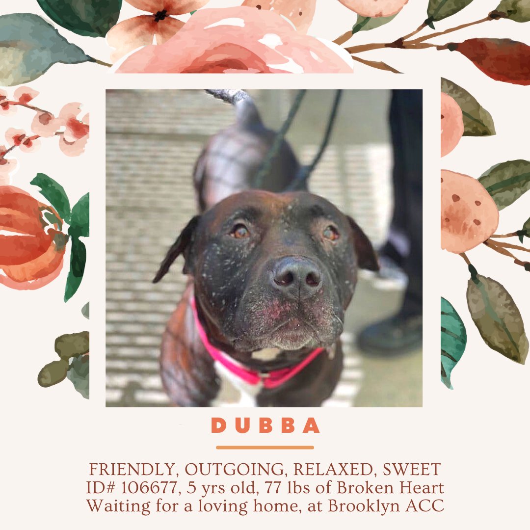 NMBewitched's tweet photo. 🆘🆘🆘Status Unknown🆘🆘🆘
#NYCACC Time is Up
NLA💉
#wednesdaythought 
#FosterNeeded ASAP
Dubba #106677
https://t.co/54CfpRRQ6F
Cappuccino #126975
https://t.co/f4h5W7r9H5
Our Boys have had a Rough Life
Both Searching for Love &amp; Security
Adore People &amp; Toys
#Foster https://t.co/NdE2bku7ic