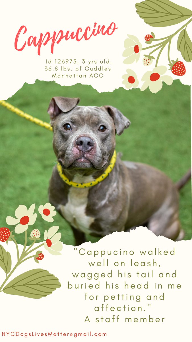 NMBewitched's tweet photo. 🆘🆘🆘Status Unknown🆘🆘🆘
#NYCACC Time is Up
NLA💉
#wednesdaythought 
#FosterNeeded ASAP
Dubba #106677
https://t.co/54CfpRRQ6F
Cappuccino #126975
https://t.co/f4h5W7r9H5
Our Boys have had a Rough Life
Both Searching for Love &amp; Security
Adore People &amp; Toys
#Foster https://t.co/NdE2bku7ic