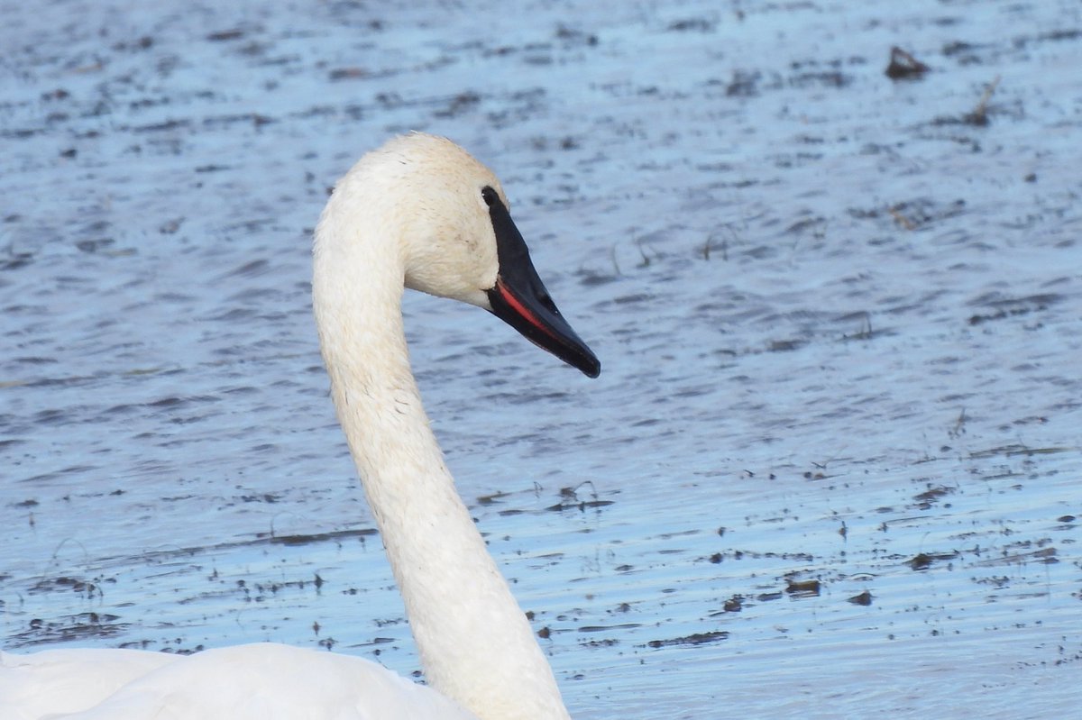 Lots of geese, ducks and swans this past weekend. 1) Snow Geese and a Ross’s Goose, 2) Wood Ducks, 3) Harlequin Ducks and 4) Trumpeter Swan. #albertbirds