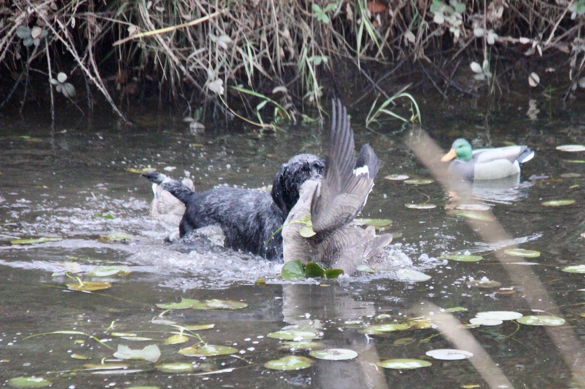 czarofbar's tweet photo. There is nothing like hunting over a good dog, let alone 3! Buddi (3yr old lab) Bubba “Doof” (11yr GWP) and Arrow (almost 2yr Drahthaar) love giving #freeridestotheblind to any birds that wanted one! #pittwaterfowlers #gundog #birddog #tireddogsarehappydogs #SDATV https://t.co/gswHVvlbuh