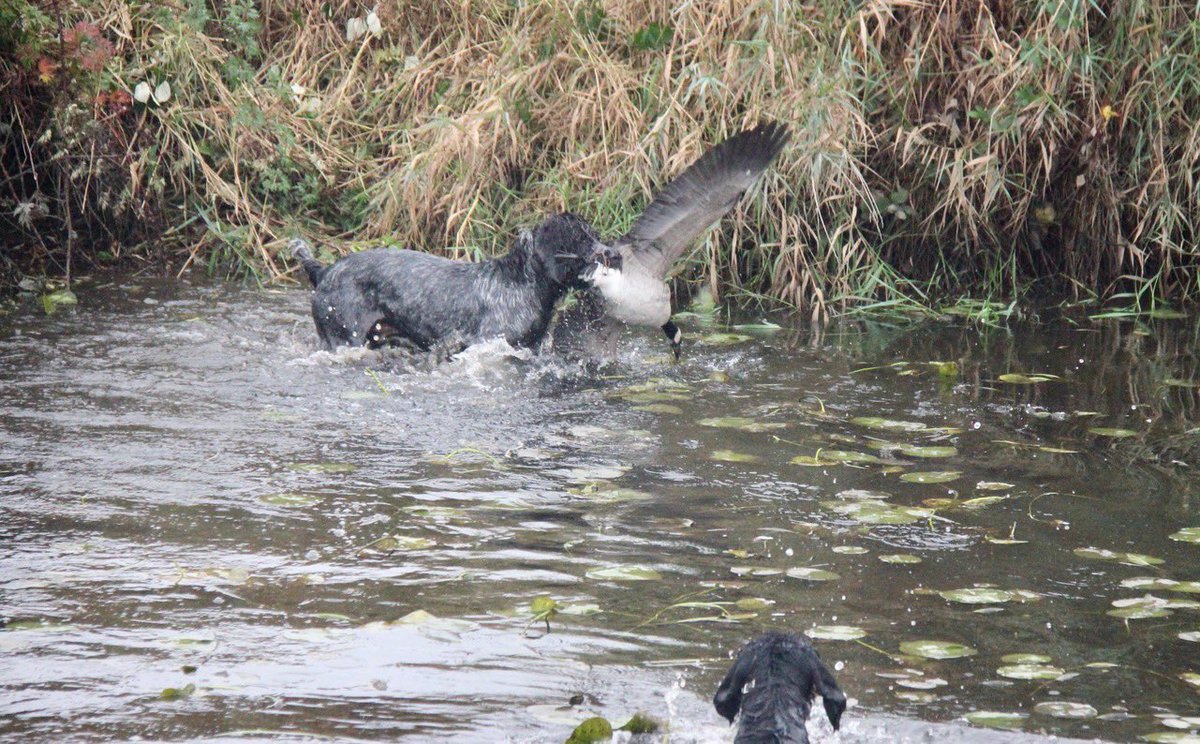 czarofbar's tweet photo. There is nothing like hunting over a good dog, let alone 3! Buddi (3yr old lab) Bubba “Doof” (11yr GWP) and Arrow (almost 2yr Drahthaar) love giving #freeridestotheblind to any birds that wanted one! #pittwaterfowlers #gundog #birddog #tireddogsarehappydogs #SDATV https://t.co/gswHVvlbuh