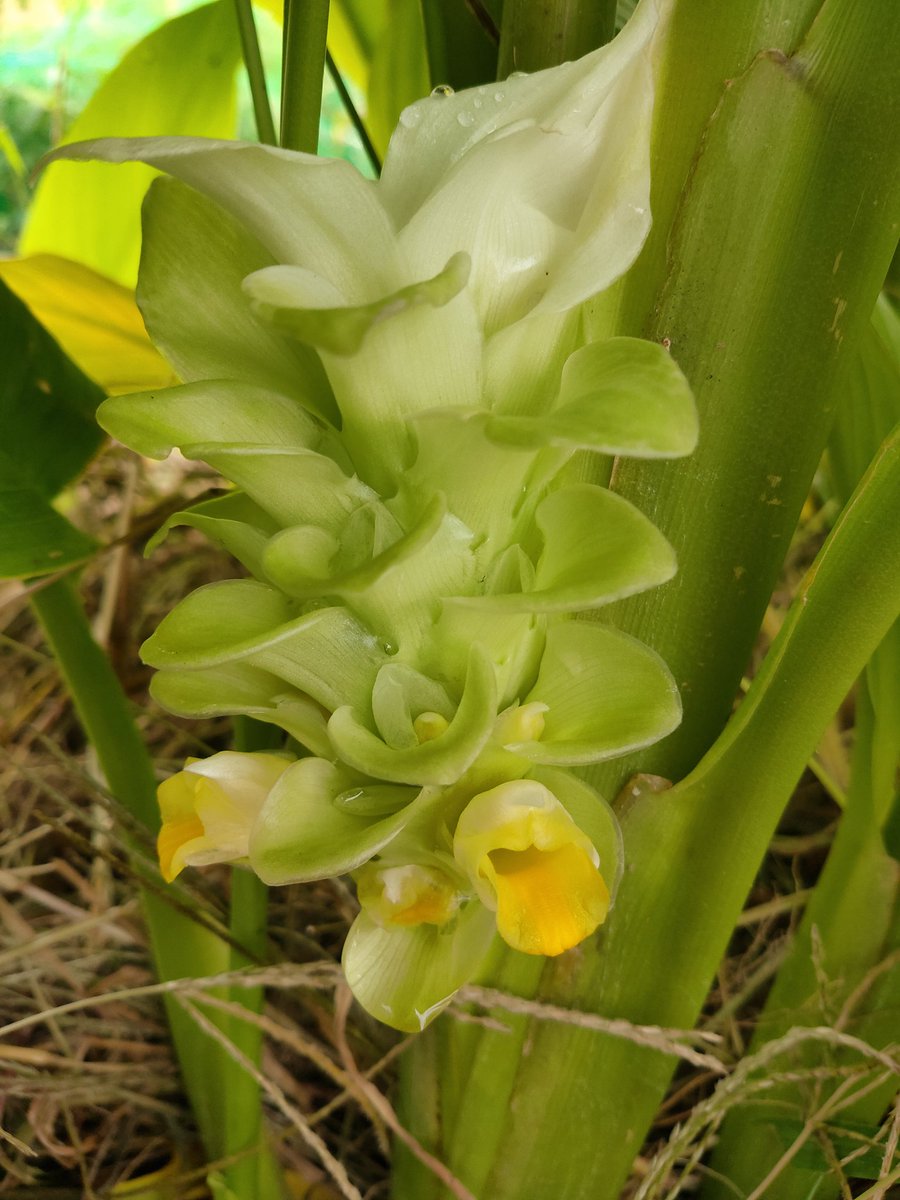 りちこりん 巨大家庭菜園バイオリニスト 待ちに待った秋ウコンの花 花がどこに付くかも知らなくて 大きい葉を見ては 咲かない な と半ばあきらめてたウコン 草取りの最中にふと見たら 根本で咲いてました 笑 思い込みって恐ろしい ゞ