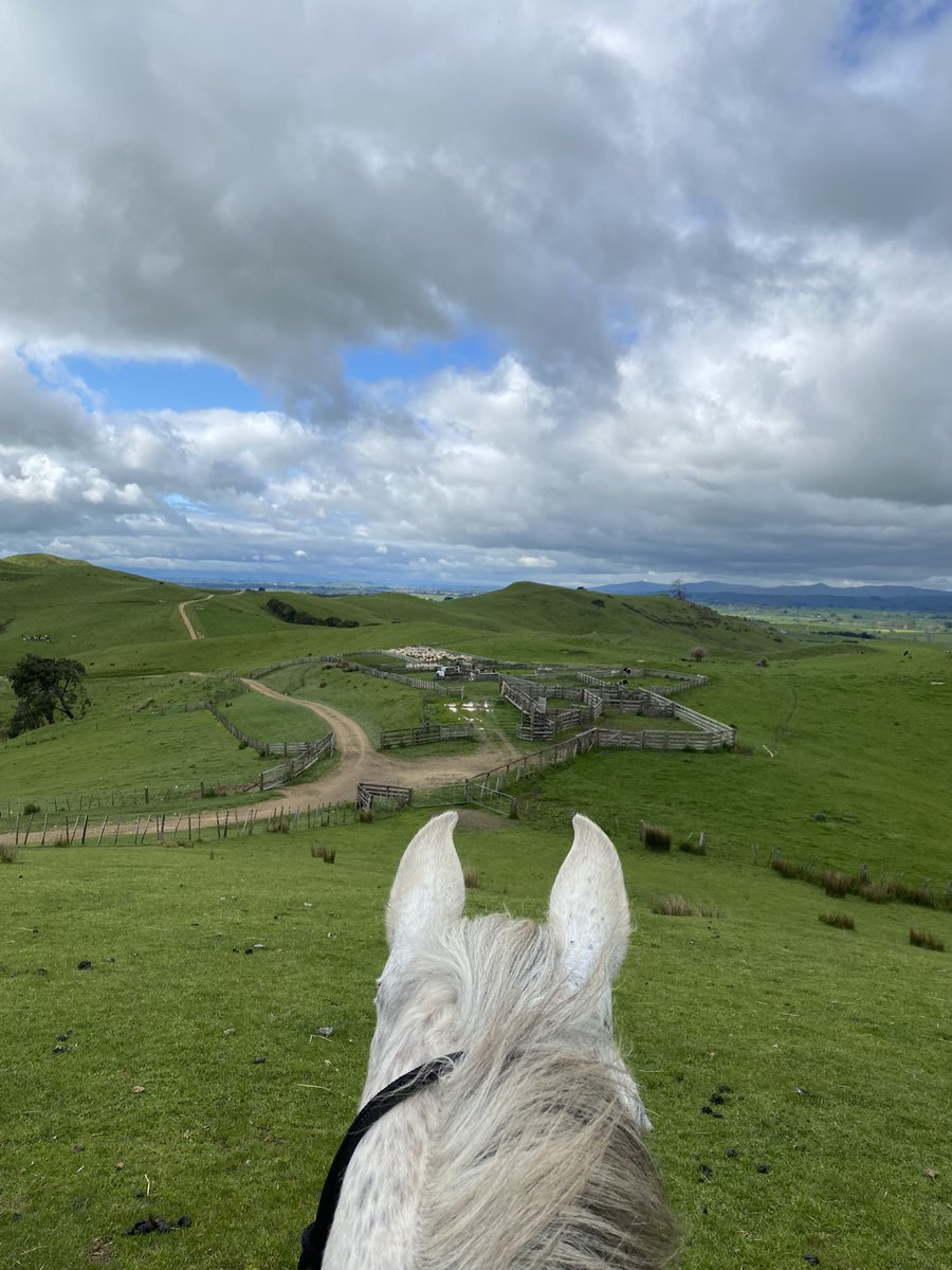 DeniseAdamson2's tweet photo. @samueltowen @run1000 @AgMentalHealth @TheCountry @rowie_nz @RST_Waikato @Farmstrong_NZ @Fonterra @mwhurrell @DairyNZ Good on you @samueltowen I will definitely be there with a wine at the finish line!! 🤣 Might do my mile on the back of my trusty steed Brambles 😍 https://t.co/l6ShDN7MNl