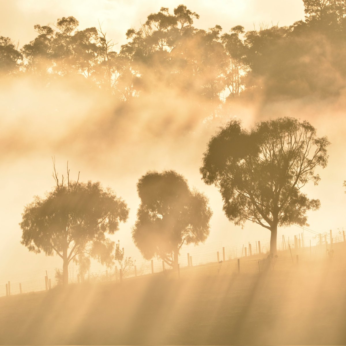 WombatSLO's tweet photo. Monday morning on a Wednesday ๐
#EmeraldVIC #nofilter #croponly #sunrise #mistymorning #trees #melbourne #ABCmyphoto #mynikonlife #NikonD7100 https://t.co/J9NvTNT9Cx