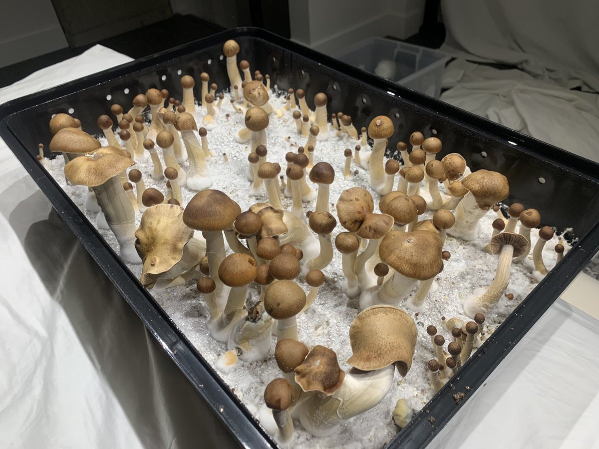 ogmillie's tweet photo. @whos_that_beoir Good luck on your hunt! If all else fails, maybe you can try growing your own 🤩 It’s a ton of fun! Here’s just one of many malabar flushes we’ve grown 🥰 https://t.co/afeENrYsRx