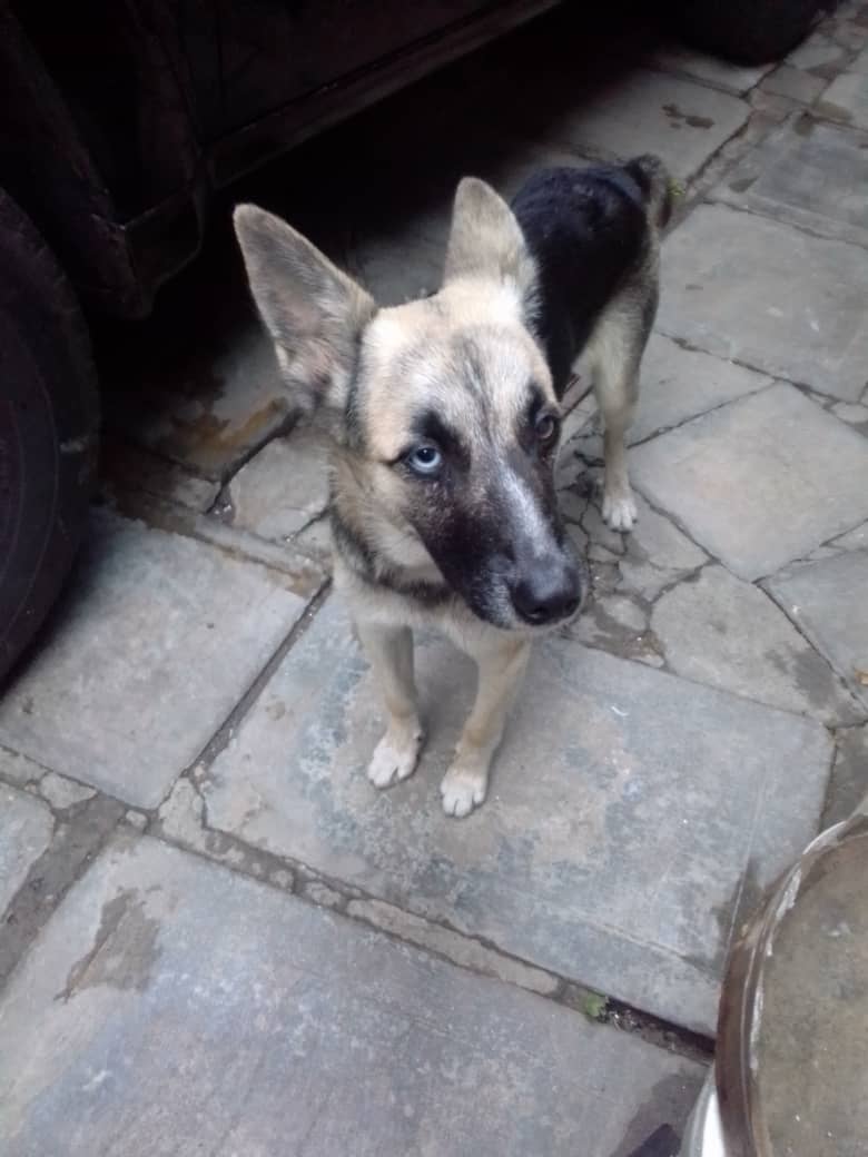 PerroUsuario's tweet photo. #BuscaHogar RT @ntrejo70: en adopción mix de Husky con Pastor aleman de aprox.6 meses dócil se lleva bien con perros,gatos y niños, cariñoso pero asustadizo. Caracas,solo WhatsApp hasta las 7 de la noche,no atienden llamadas 0424-1618665, gracias🤗🤗🤗 https://t.co/DicBluj1aw