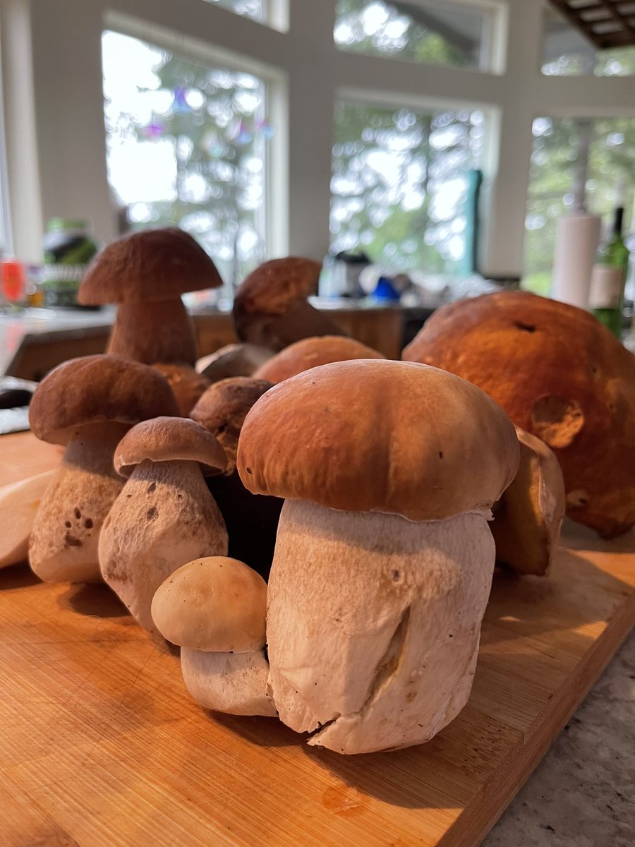 Bukkit 🪣 on Twitter "Happy porcini hunting!…