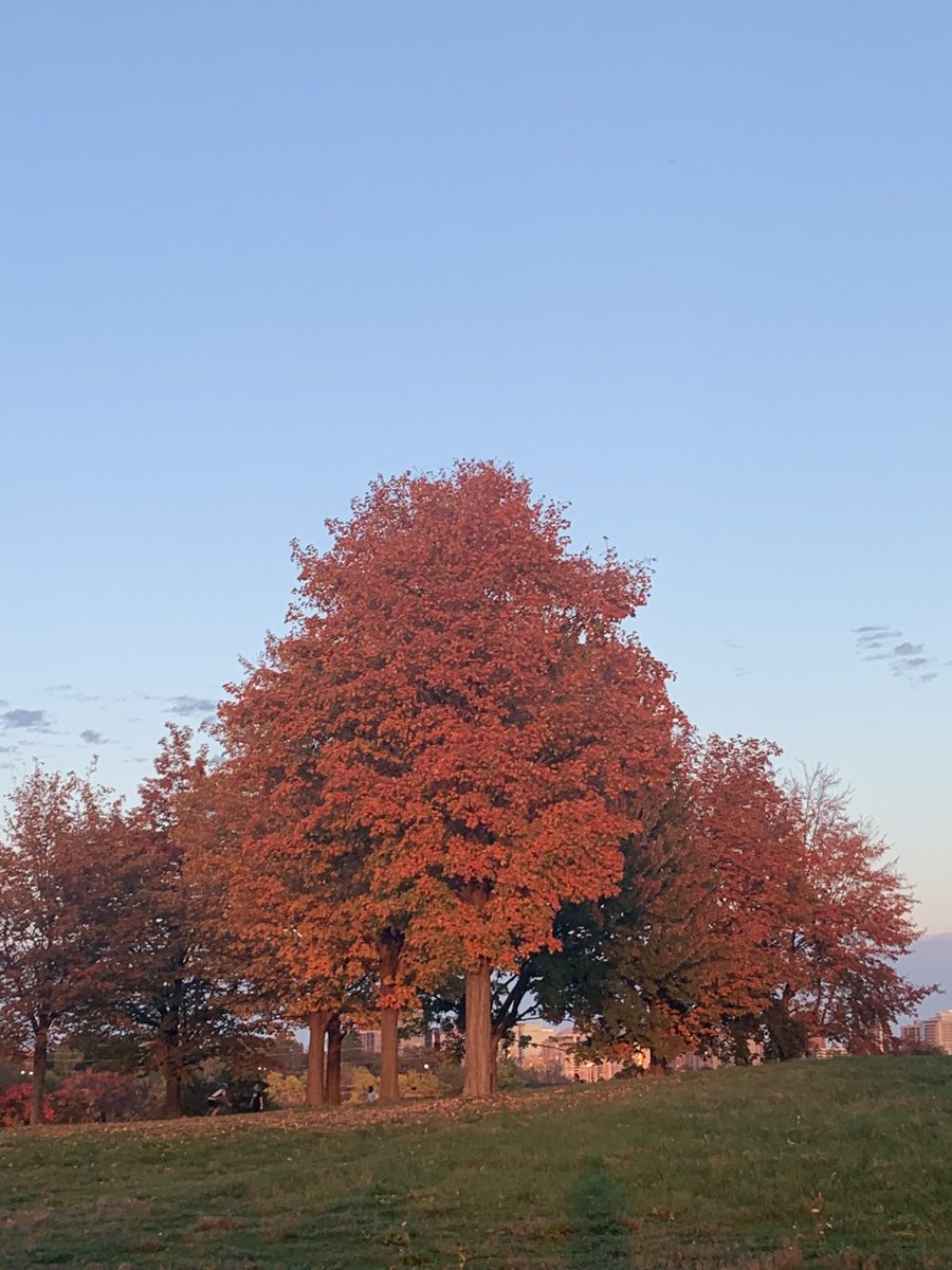 JohnstonPari's tweet photo. Time to get outside. Ottawa’s in full glory tonight. And it’s warm 😀 #PostWorkWalk #MentalHealth https://t.co/0TkQwbqIXU