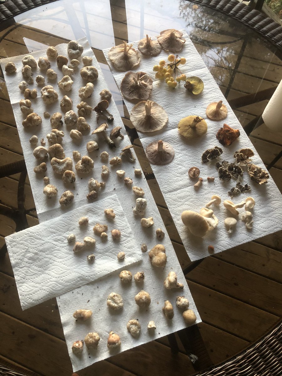Another day in the woods, a different haul of mushrooms. There were shrimp of the woods (Entoloma abortivum) at the base of every tree and also it’s non-parasitized relative. We found our first lobster (but I think it’s past due...), and some elm oysters.