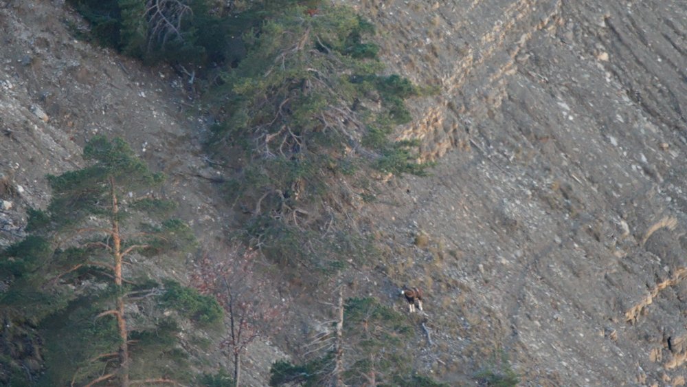 AlainLeteve's tweet photo. Affût posé : un bélier sort de la forêt et un deuxième dans la pente mais où est la harde ?...
Lookout installed : a ram comes out of the forest and a second in the slope but where is the herd ?...
#mouflon #bighornsheep #montagne #mountain #alpesdehauteprovence #lesmonges https://t.co/QbwJLpa4ss