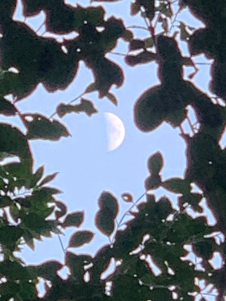 sokamoto's tweet photo. Good evening, Columbus! It’s a half moon and it is gorgeous. Step outside and take a look. #ColumbusGA #10/12/2021 #warm&amp;muggy #birdsloud #soarecicadas #neighborsdogsquiet #mosquitosbiting #mymoonobsessioncontinues https://t.co/cqd02NzJ93