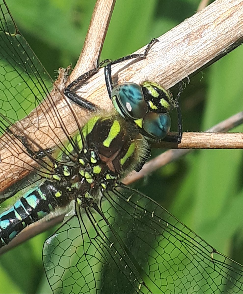 SligoRaincoats's tweet photo. The Book of Sligo: Sligo Damsels and Dragons 
Sligo County is important for both damselfly and dragonfly rarity and abundance. These attractive insects are known from fossils dating back 325 million years. https://t.co/K7Uf32XKpx