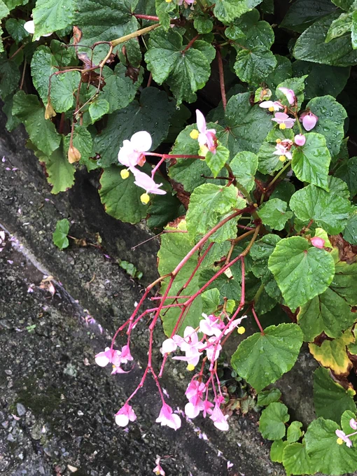 おはようございます。
いきなり気温が下がりましたね。
秋海棠と藤袴。秋らしい。 