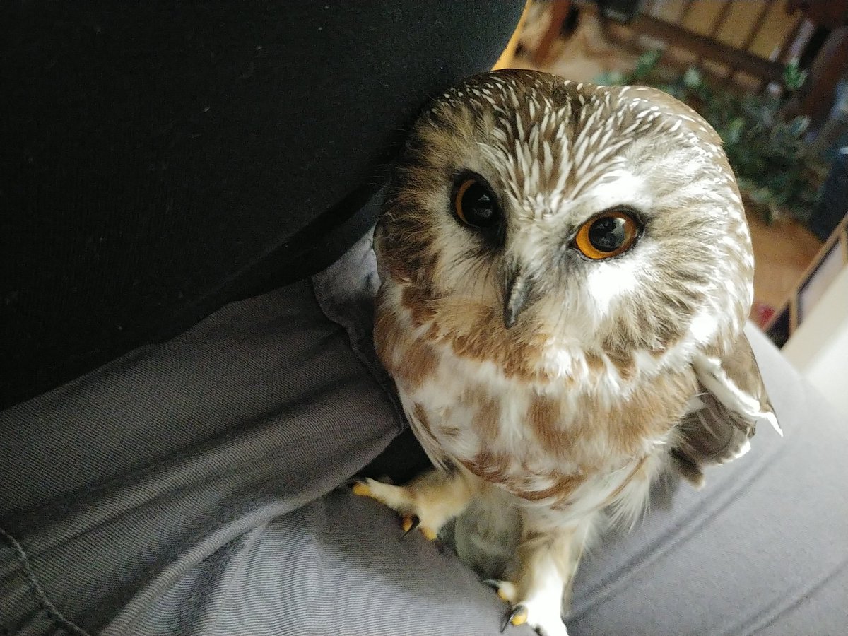 SafeWingsOtt's tweet photo. Pro tip: If you see an owl (or any bird, really) sitting below/next to glass, it needs help, not an audience. Don't wait 24 hrs before calling a rehabber. Get it safely contained &amp; call us. This Saw-whet Owl finally came to our care today, but yesterday would have been better! https://t.co/e0NzapCjOr