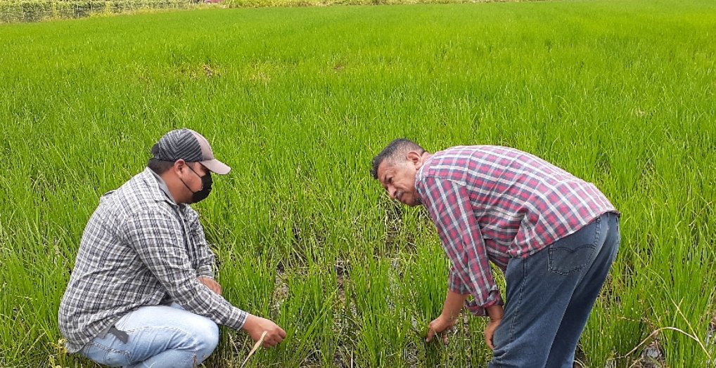 JuanElPerez68's tweet photo. En el Cantón Balzar, equipo técnico del #ProyectoNacionalDeSemillas realiza asistencia técnica de campo en cultivos de arroz 🍚 y de maíz 🌽 A través del efectivo control de plagas. Porque #JuntosLoLogramos 👨‍🌾👩‍🌾 https://t.co/L103zWzQ40