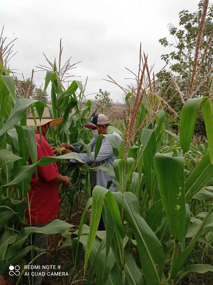 JuanElPerez68's tweet photo. En el Cantón Balzar, equipo técnico del #ProyectoNacionalDeSemillas realiza asistencia técnica de campo en cultivos de arroz 🍚 y de maíz 🌽 A través del efectivo control de plagas. Porque #JuntosLoLogramos 👨‍🌾👩‍🌾 https://t.co/L103zWzQ40