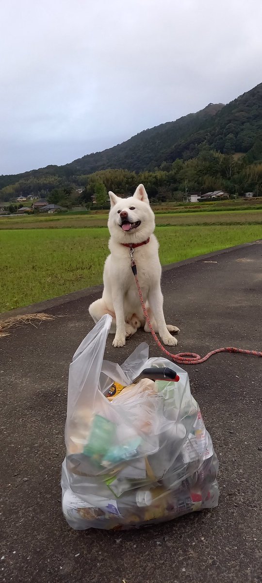 Popo Yamaguchi Popoとごみ拾い 農道なのに お酒の缶がたくさんポイされてたね 父ちゃん あぁ 飲酒運転かもね 僕が免許取っても 絶対にお酒は飲まないよ 父ちゃん あ そ そうだな ﾊﾊ 秋田犬 動物愛護 ポイ捨て 飲酒運転 海ゴミ