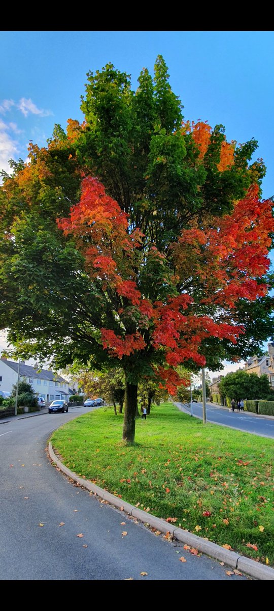 @duncanwooditv @bhaskerpatel Nice photos, I love the autumn colours. 
This is my favourite local tree, everyone should have one lol.
It's a non-doctored box-standard camera phone pic, but the colours are just amazing!