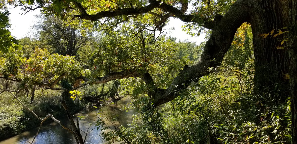 Beautiful day to #optoutside and look for fall colors. I hiked at #ParkLandsFoundation Merwin Preserve.