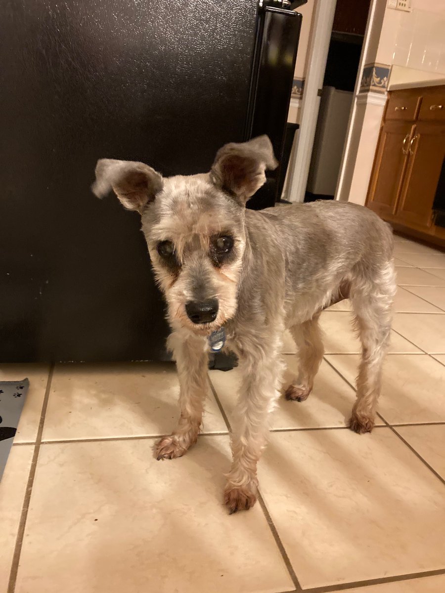 b_dubs98's tweet photo. Tell me why my dog looks like an alien after his haircut 👽💀 https://t.co/uTZ6iclhiM